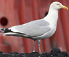 2cy argentatus in February, ringed in Norway. (75189 bytes)